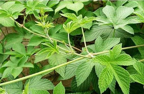 打死也想不到，这东西竟然能祛斑美白?不出5天让你白如玉嫩如水