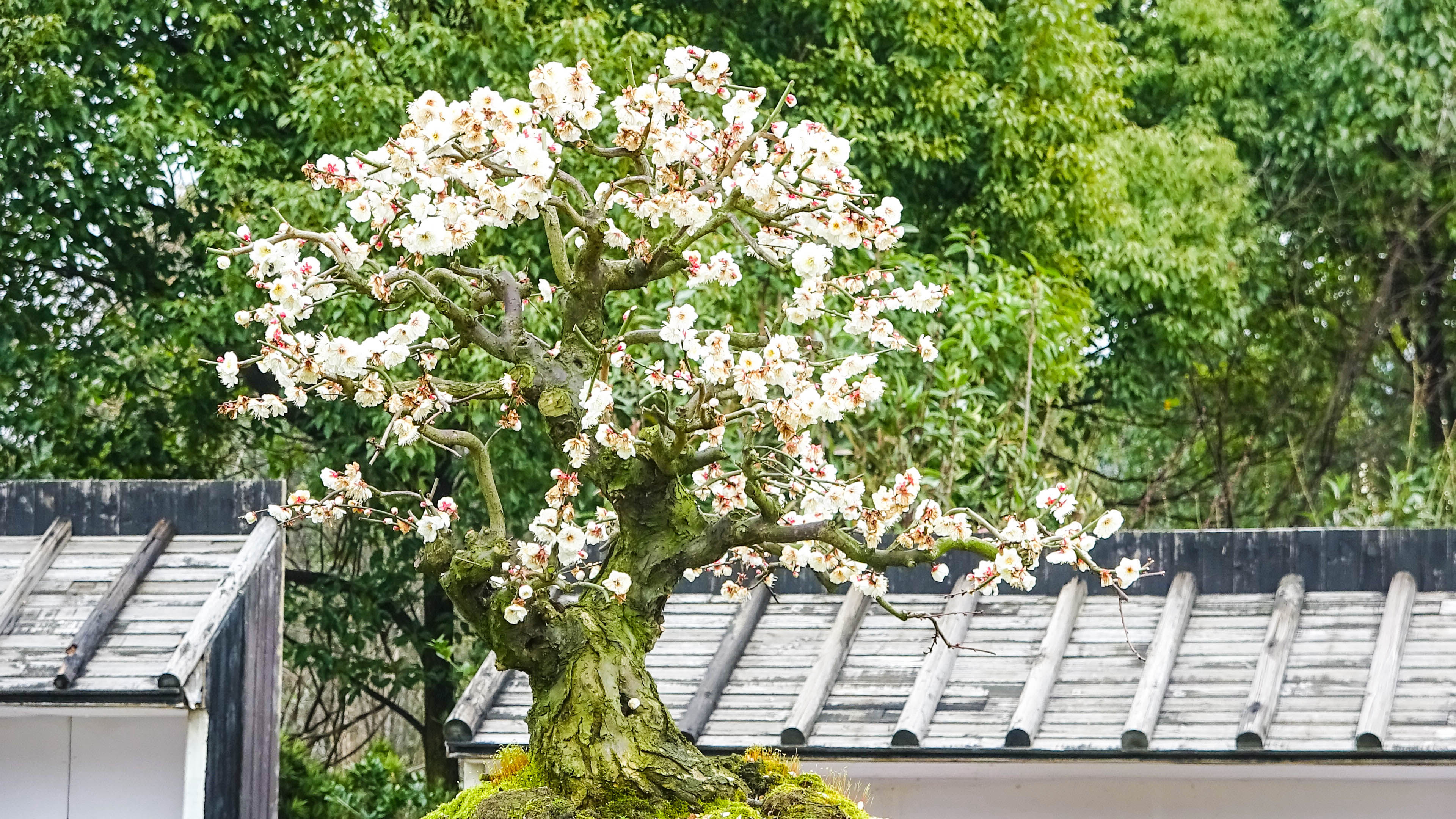 2019，梅花盆景-摄于苏州香雪海景区