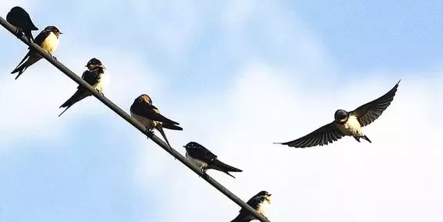 燕子过冬需要南迁，那最后飞到南方什么地方呢？出来怕你不信！