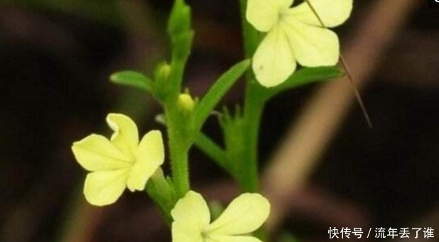  「植物」农村有种植物，令农民头疼不已，现如今500元每斤让农民