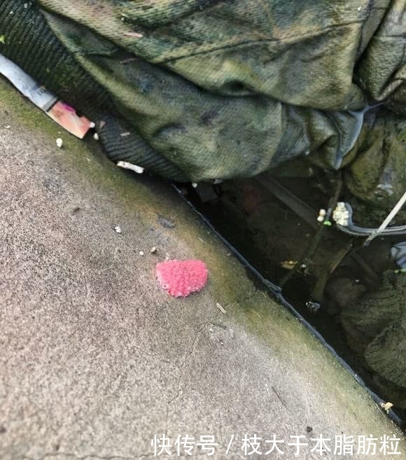 入侵生物？上海河道，现大量红色恶心生物，钓鱼人：河里鱼都没了