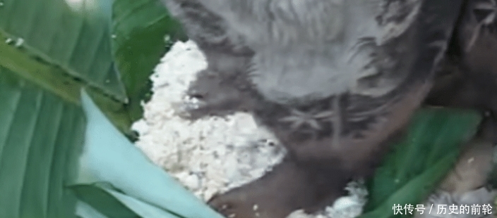 非洲的一种假香蕉树，养活了1500万非洲人民，但制作过程无法接受