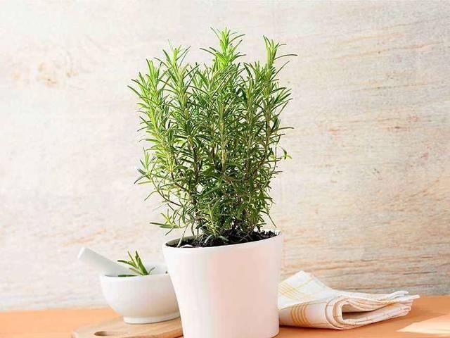  [环境中]这几种植物自带香气，在家养一盆，满屋清香！