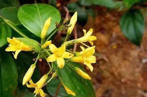  「植物」此植物为“断肠草”，在山中遇见不要乱碰，毒性强别忽视