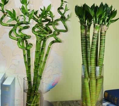  『摆在』养花人要牢记，5种花“喜阴、不喜阳”，摆在窗台，半天就晒黄叶