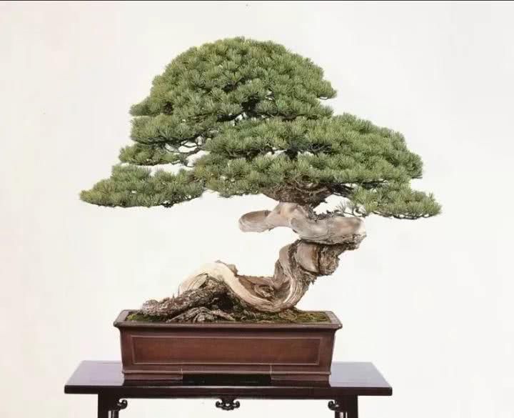 『感悟』盆景人感悟:勤奋,成就生活之美!