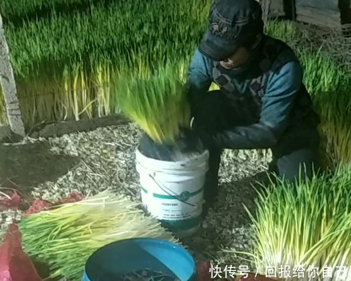 农民用蒜米种出来的“它”，每十天可收割一次，年赚几十万