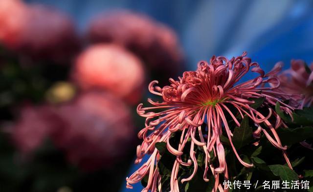  「越养越」新手养花就养此3种，开花简单不用多管，沾水就爆盆，越养越喜欢