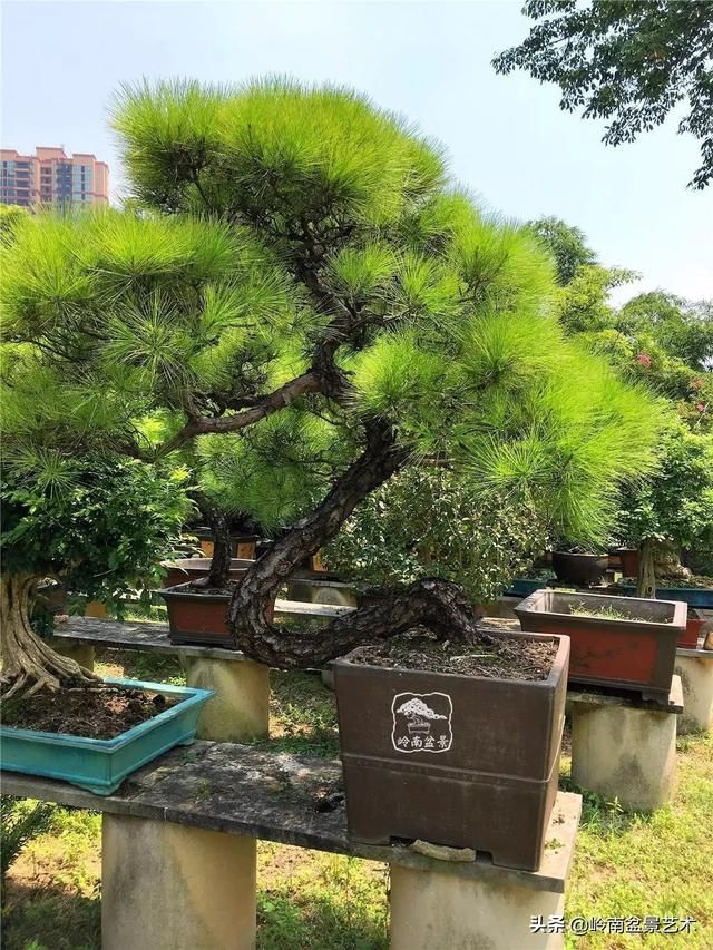 盆景大师都爱玩，山松会否成为下一个热点？