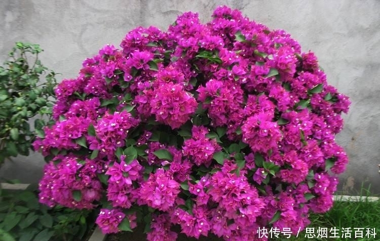 三角梅|三角梅死也不开花,终于找到原因了