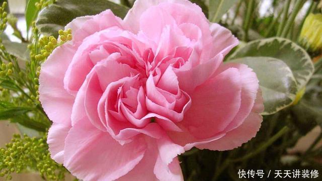 专属|3种花适合新手,一养就爆盆,开花量大非常漂亮,养出专属小花园