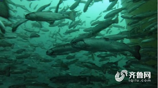  台风@这就是山东｜抗得住台风，防得了鲨鱼！揭秘世界最大深海渔