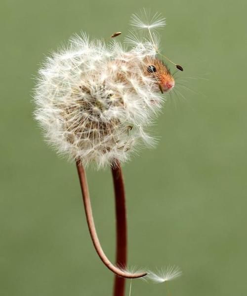 皮卡丘的既视感，摄影师拍摄小田鼠，治愈系满满