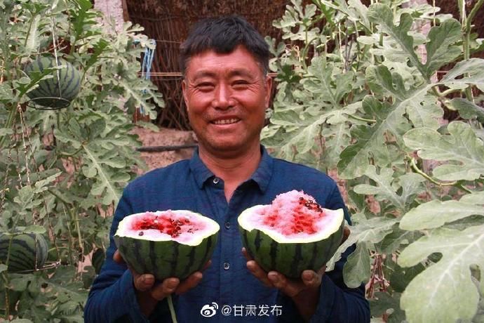  种植■西瓜“空中”挂 甘肃民勤特色种植西瓜上市了