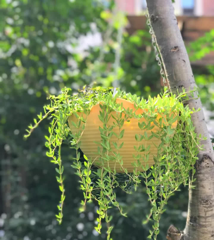  「花钱」这6种花就要穷养，不花钱不用管，个个肥得流油！