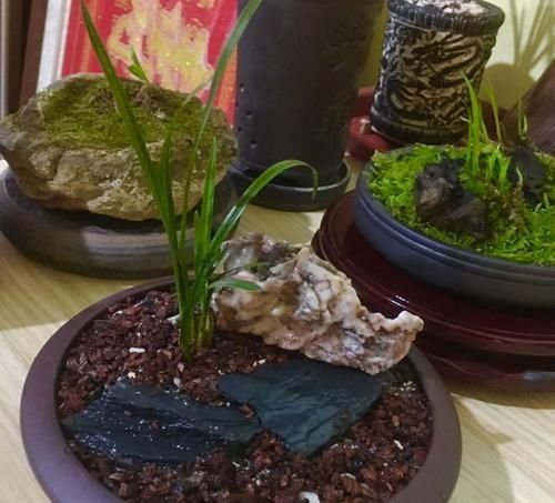  「深盆」种植兰花用浅盆好还是用深盆好？十年兰花老农给出了答案