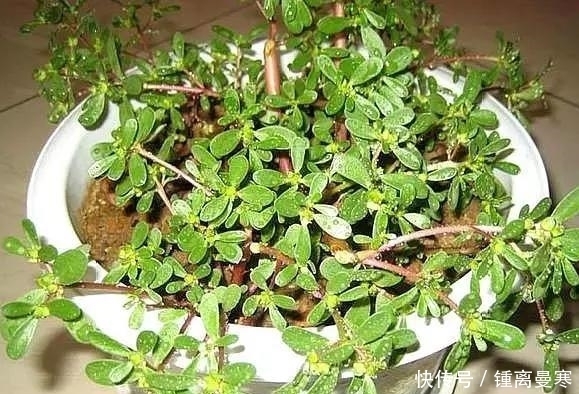 实用价值|这3种“丑”植物,是家庭“保护神”,家里养1盆,家人身体更健康
