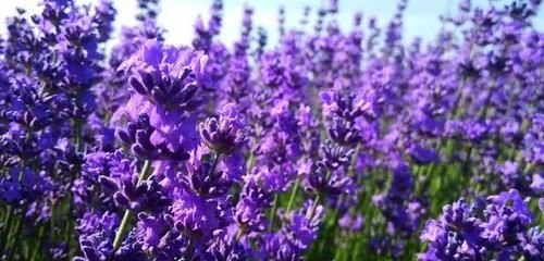 「韵味」养花就养盆大的,植株高大容易打理,韵味十足满院飘香,抓人眼球
