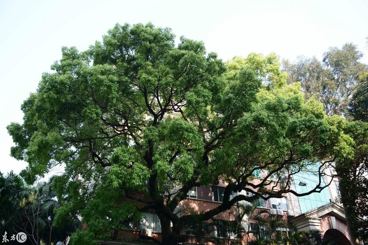 中山大学,简称中大,有一百多年办学传统,是人