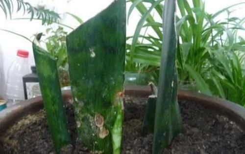  「一大」再也不用花钱买花了，6种只需要叶子就能繁殖一大盆的植物！