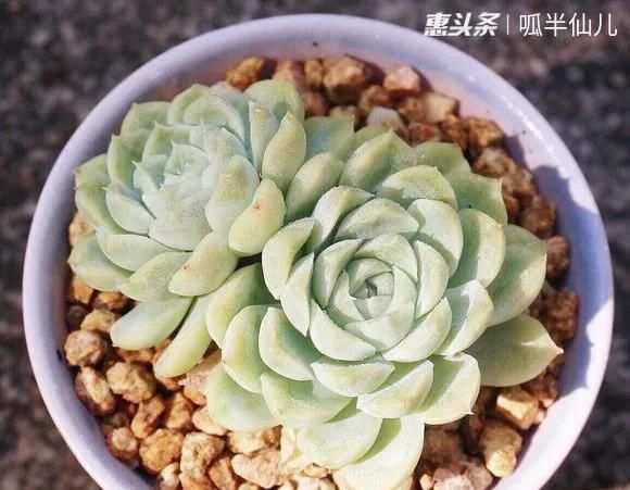  『白菜』多肉断水12天,绿白菜秒变红舞娘,想要上色就得...