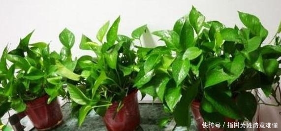  #花草#没有精力打理花草该怎么办？当居家栽种绿萝，水培、土培两相宜