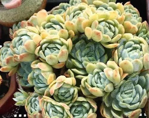  露养■多肉露养好时节：扔外面，1个月没管，美得跟整容了一样！