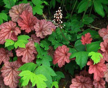  『花草』这些花草最好养，耐寒耐热易开花，打理简单开花漂亮