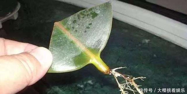 「豆瓣绿」这些盆栽,别花钱买,剪个叶子,沾土就生根,一年爆出十几盆