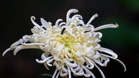  [喜欢]喜欢菊花，就养盆“珍稀名菊”汉宫秋，似美人偏偏，绚丽典雅