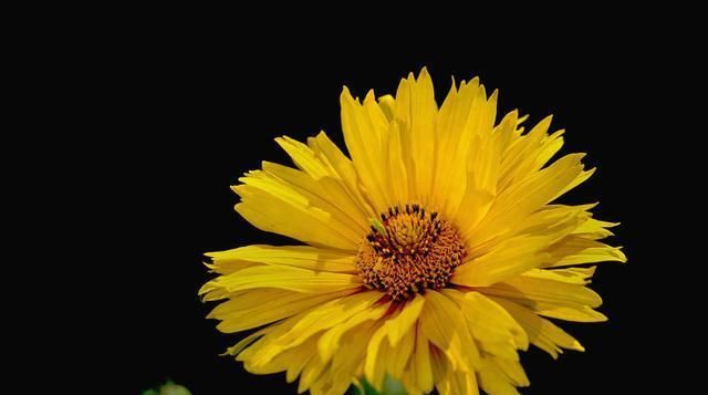  养爆：此3种花,1年花期280天,养在阳台开成“花海”,新手养爆盆!