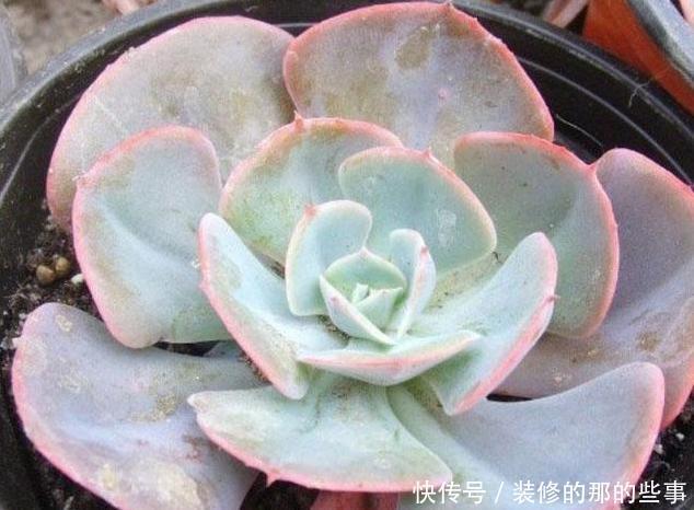 白色粉末|养尽天下多肉,多肉介绍,这几种拟石莲花属,你造不造啊