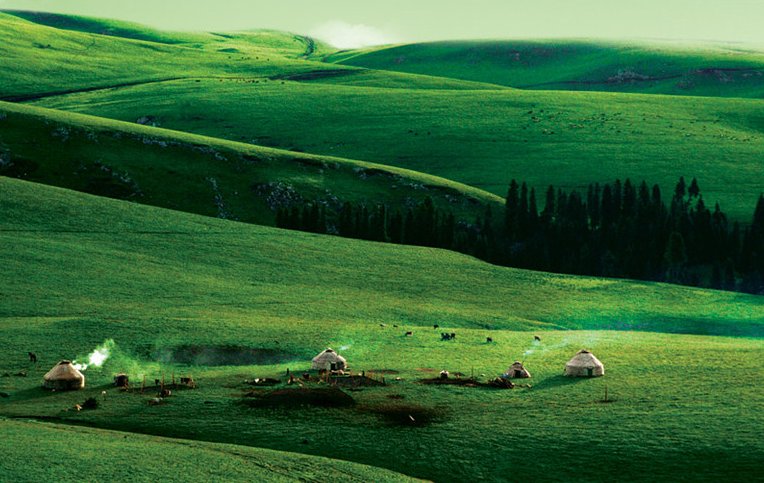  [树木]3个原因告诉你，为啥草原上树木稀疏，草却长得茂盛！