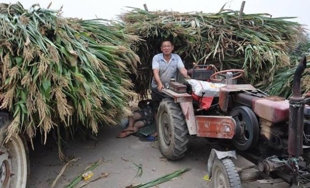  「玉米」玉米还没成熟，种植户为啥直接割了？这样不但省力，还