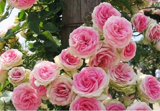  [款花]家里养花就养这4款花，比发财树更“旺宅”，花型独特又美观