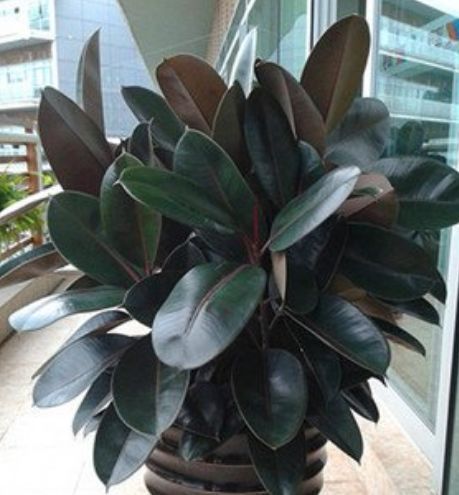  『春天』春天就养此款植物，好养易打理，关键净化空气最厉害！
