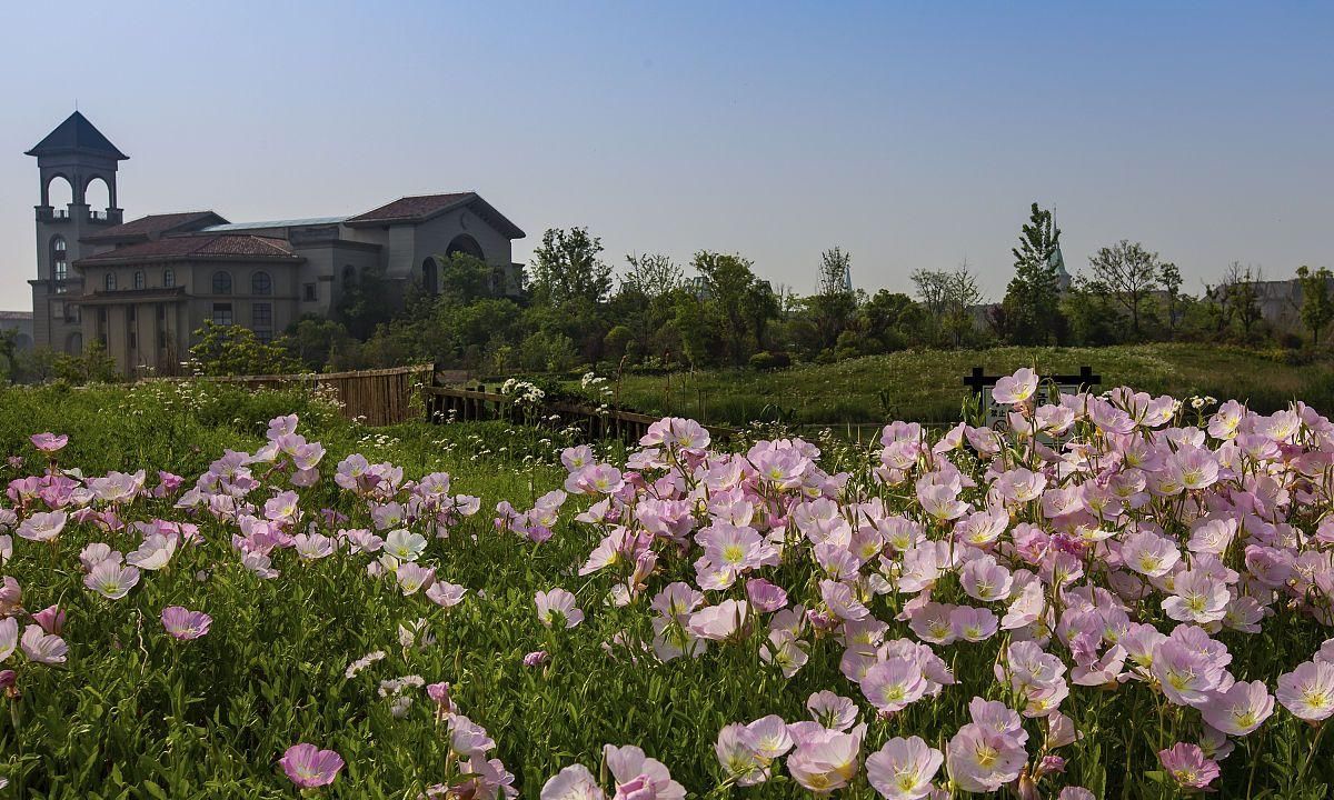  [空气净化]这几种花放在家里会致命 不适合放在家里养的花有哪些