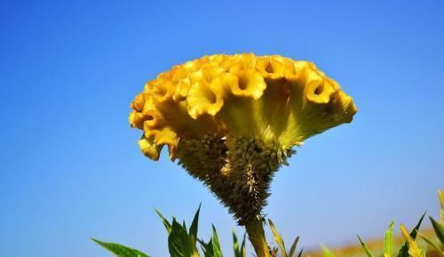  #花型#这种花型似鸡冠，不仅好看，而且又是净化空气的好手！