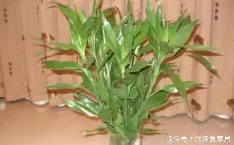 随便|这“6种花”客厅随便养2盆,养人“旺财”还镇宅,越有钱越爱养