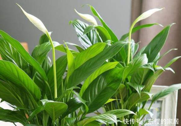  『室内』室内养植物，就选这4种“吸毒”植物！尤其第三种，有钱人都在养