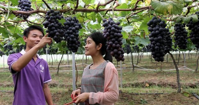 与其在异乡“孤独”打工者，不如回乡创业!在农村干什么能赚钱?