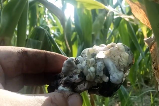 长在玉米身上的东西，以前农民躲都来不及，如今50元一斤争着买