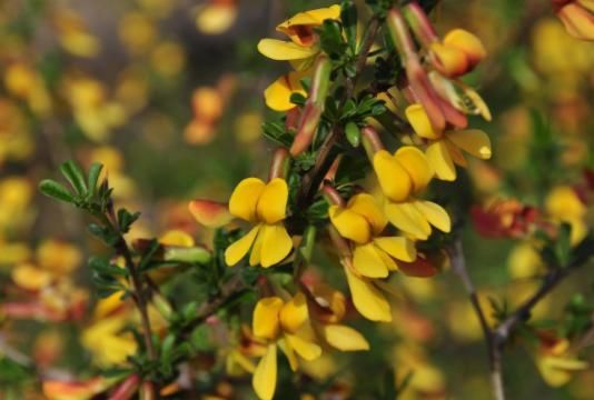  「绣球」生活中就养“3种花”，花开香飘四溢，能从年初“香”到年尾