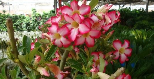  #长寿花#3种花，有个阳台就能养，盆越小开花越多，轻松开成花园