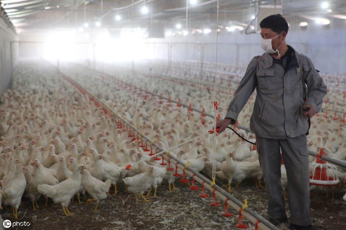 养猪场被拆了应该有补偿，为什么很多养殖户得不到补偿?