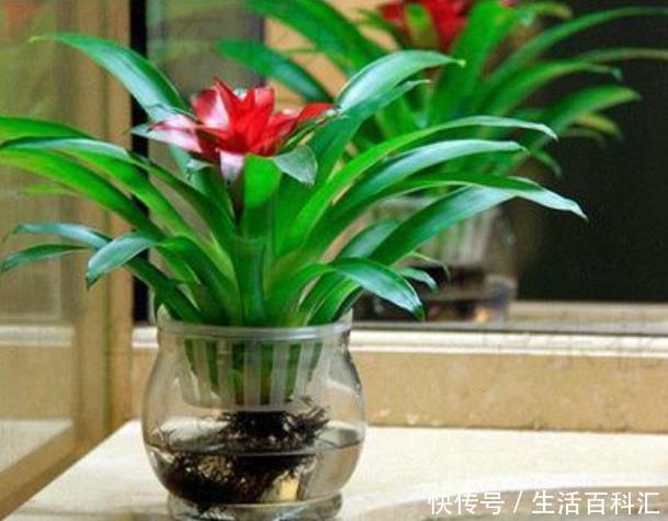 「铜钱草」“4种花”放水里,就能蹭蹭长,不用担心黄叶烂根,漂亮长得旺!