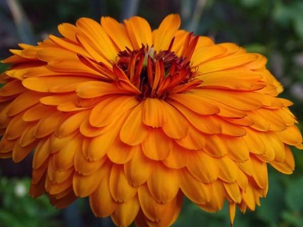  「香味」这几朵香香花，蚊子最不喜，可香气对人们来说却很好闻，花香迷人