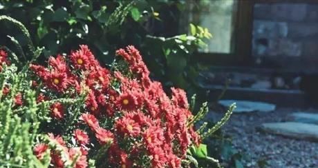 『小院』20多岁的年龄差距,却把一个破烂的农家小院变成了“桃花源”