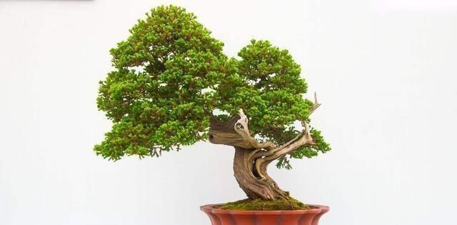  『树桩』树桩盆景造型，关键在蓄干，才能使树干苍劲有力，枝叶青翠繁茂！