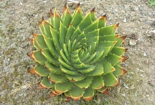  『植株』1种多肉植物，叶片螺旋生长，被称为“螺旋芦荟”，1棵值“1万”